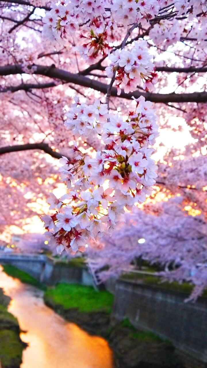 보은 벚꽃길 축제