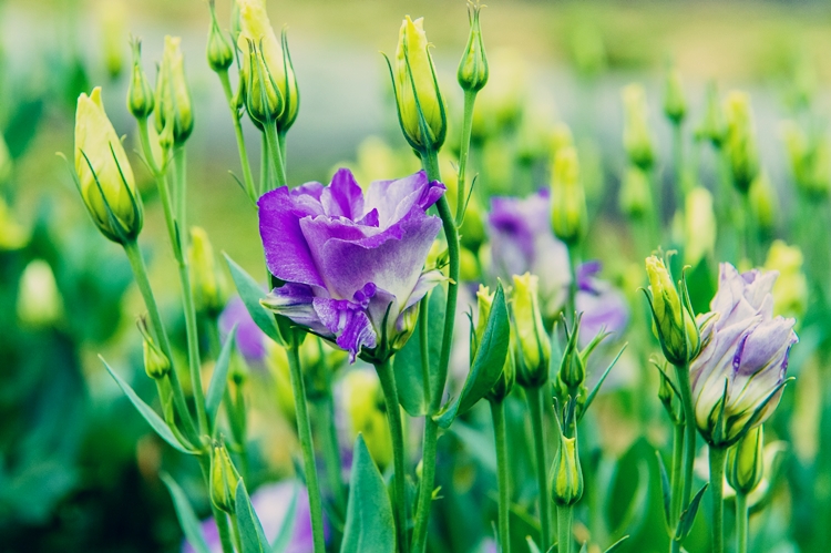 보라 리시안셔스