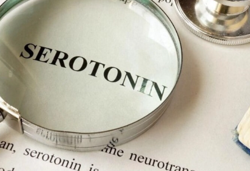 트립토판_장기섭취