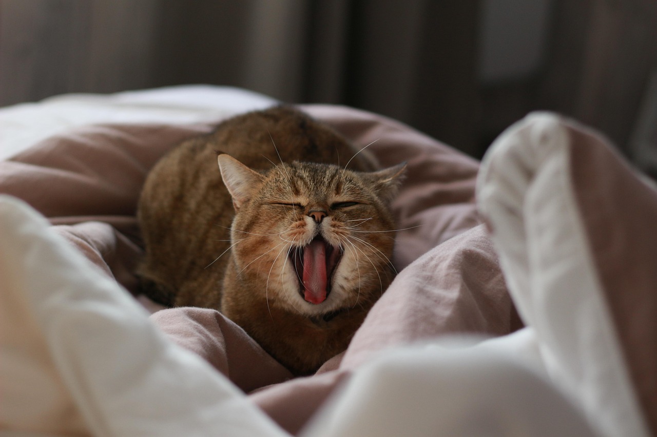 고양이 하품 이유