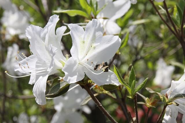 황매산 철쭉축제