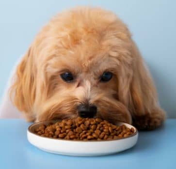 강아지 사료 추천 인기 브랜드 TOP 4, 우리 아이에게 딱 맞는 제품은?