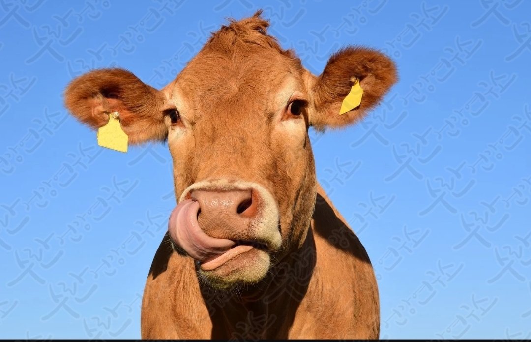 셀트리온 초유 단백질11