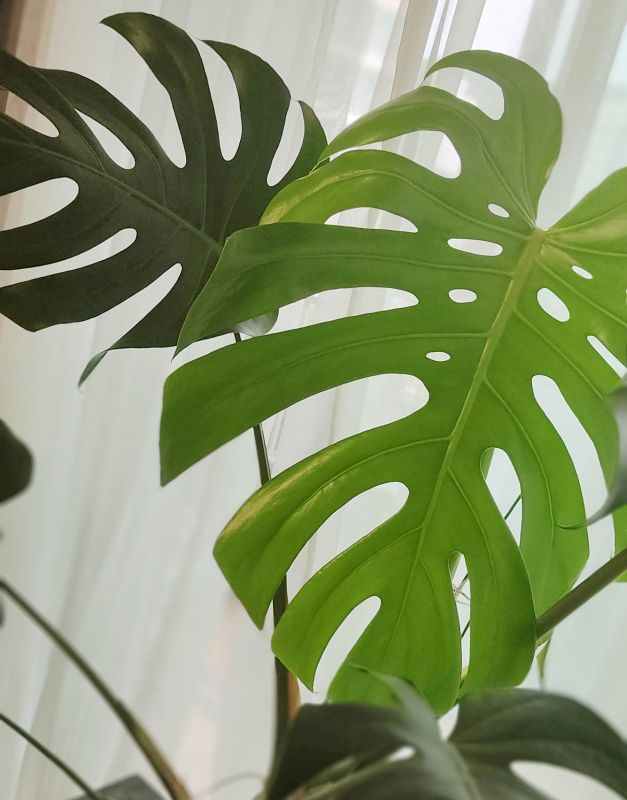 큰 몬스테라잎 구멍뚫려있음