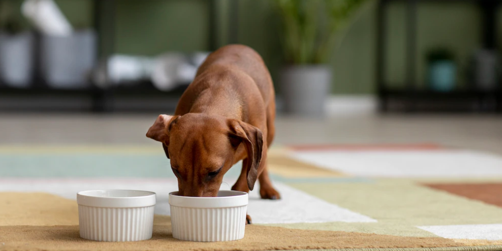 강아지 고구마 먹으면 안되는 이유 3