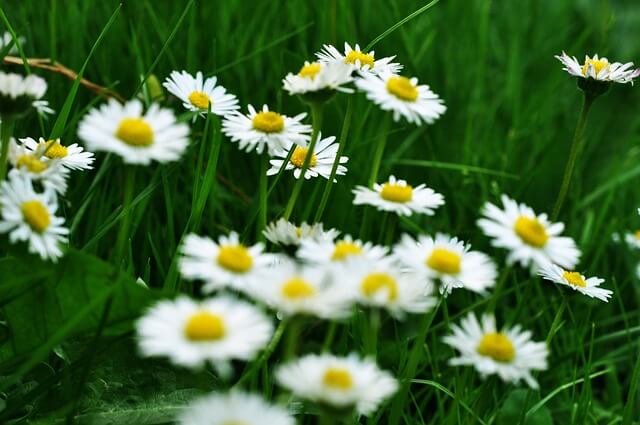 마가렛 꽃, 마가렛 꽃말