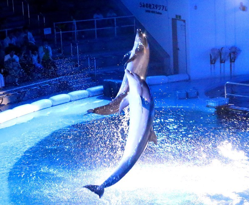 센다이 우미노모리 수족관