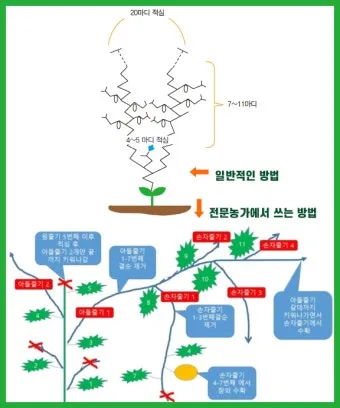 참외 순치기 방법과 순지르기 그림, 비교 설명_1