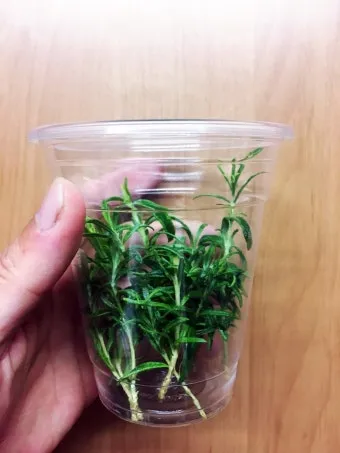 물꽂이 삽목 성공률높이기 깨끗한물 교체주기 빛관리 요령_9