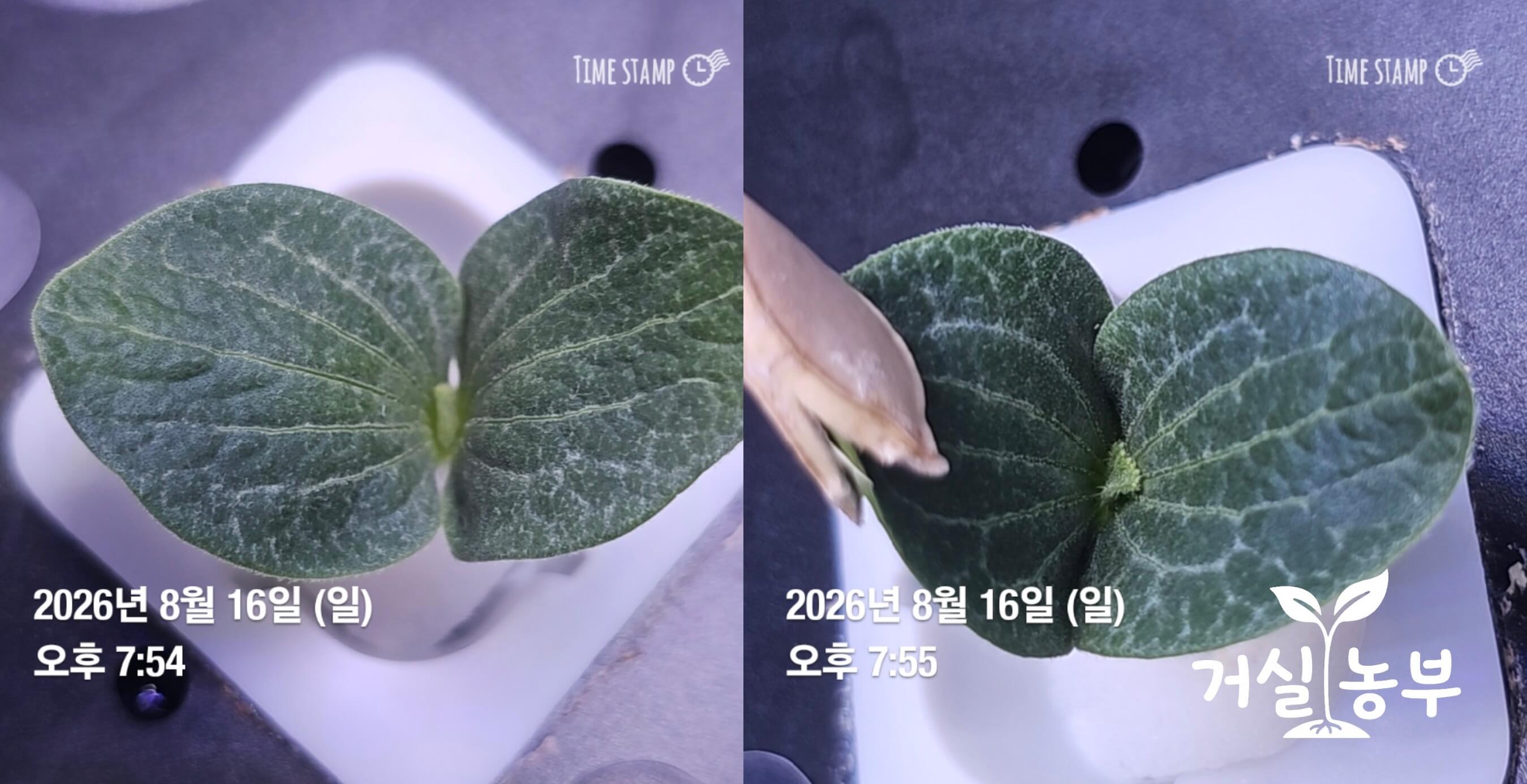 수경재배기에서 커다란 떡잎을 나란히 펼친 단호박 모종 두 포기