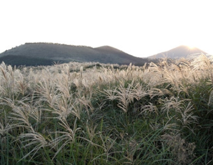 가을에 피는 꽃 종류 갈대-억새