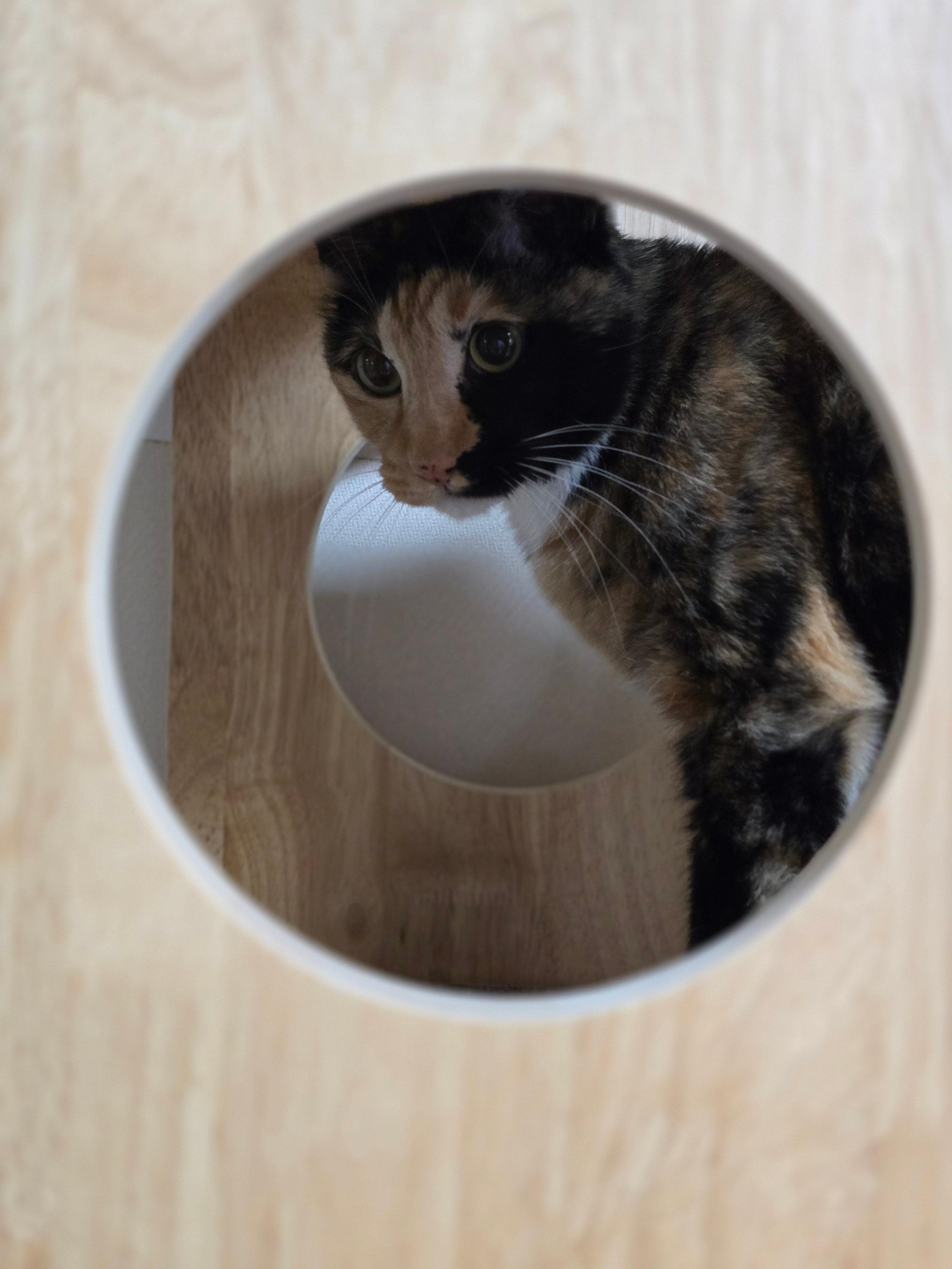 가또블랑코 캣타워 리뷰