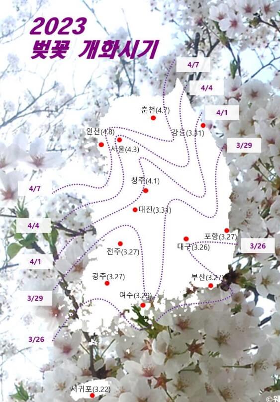 웨더아이 벚꽃 개화 예측 지도