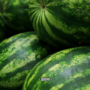 맛있는 수박 고르는 법