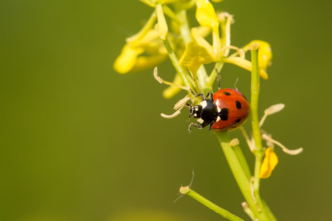 Aphid
