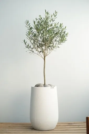 실내식물 물 주는 시간대 아침저녁차이 과습예방 통풍맞춰 관리_3