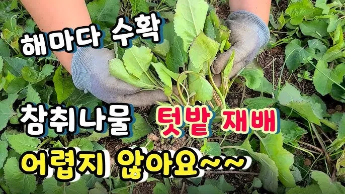 취나물 재배 반그늘 환경 배수 확보 연속 수확_3