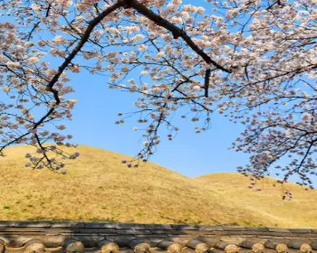 경주벚꽃축제_5