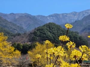 구례산수유꽃축제