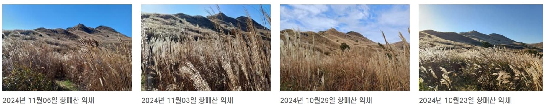 [경남 합천] 지역 가을 축제❘황매산 억새 축제❘기간, 일정, 실시간 개화 현황