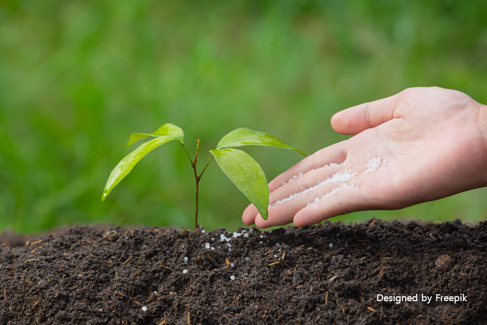 토란 심는 시기