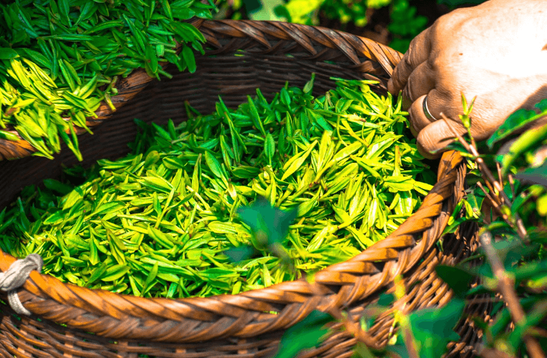 금방 수확한 녹차잎이 바구니에 가득하다
