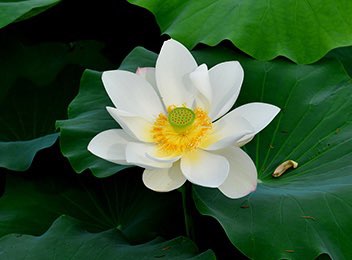 무안 연꽃축제