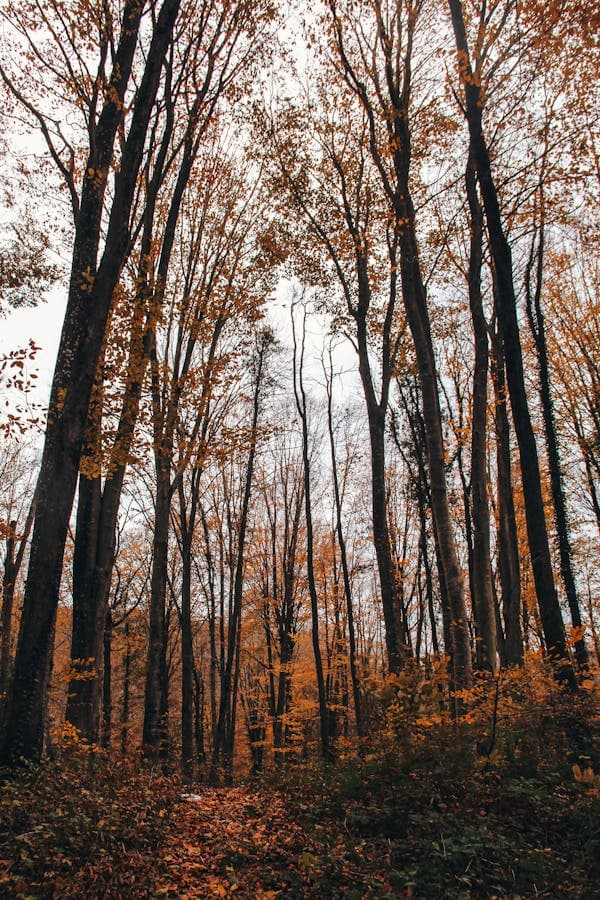 자연 환경이 디지털 디톡스 효과를 증폭시키는 방법