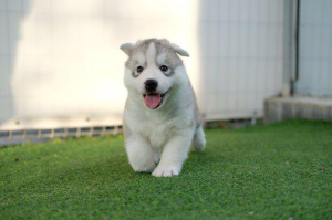 반가워서 달려오는 강아지 모습