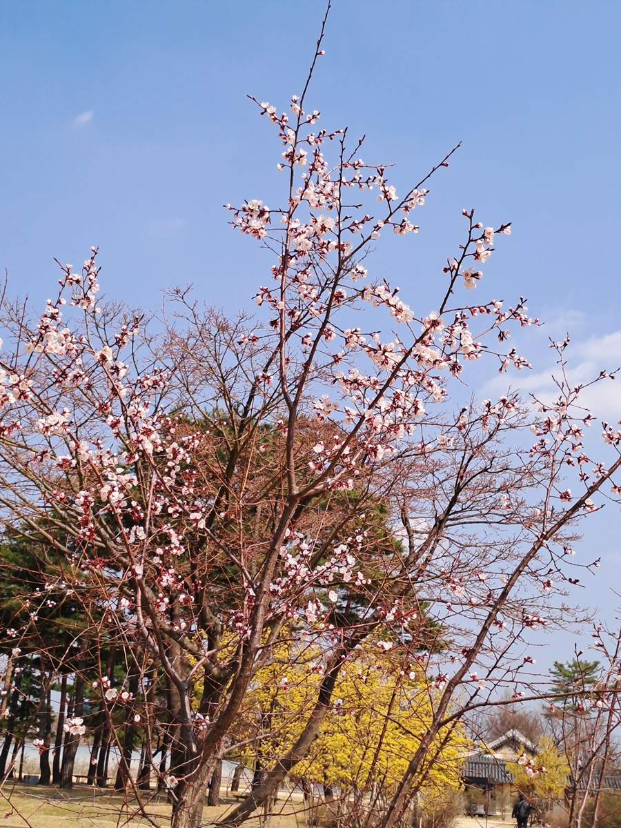 활짝핀-벚꽂