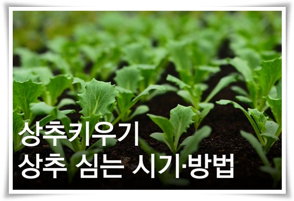 텃밭 "상추 키우기" 초보자도 쉽게 키우는 신선한 쌈 채소 재배의 모든 것!