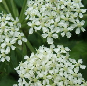 당귀 효능 부작용 뿌리 고르는법