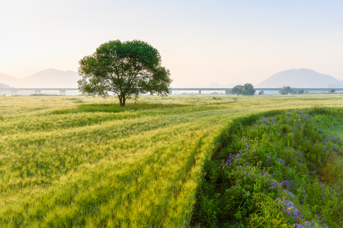 1. 함안강나루생태공원 &ndash; 낙동강과 어우러진 수변 산책지