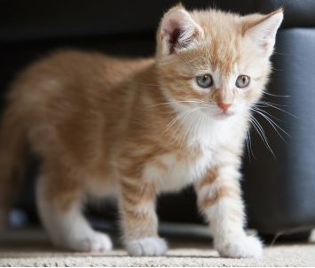 고양이가 싫어하는 냄새