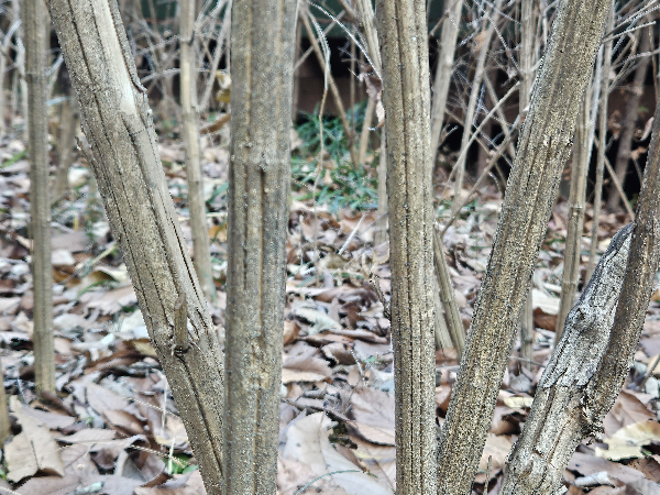 꽃댕강나무 수피