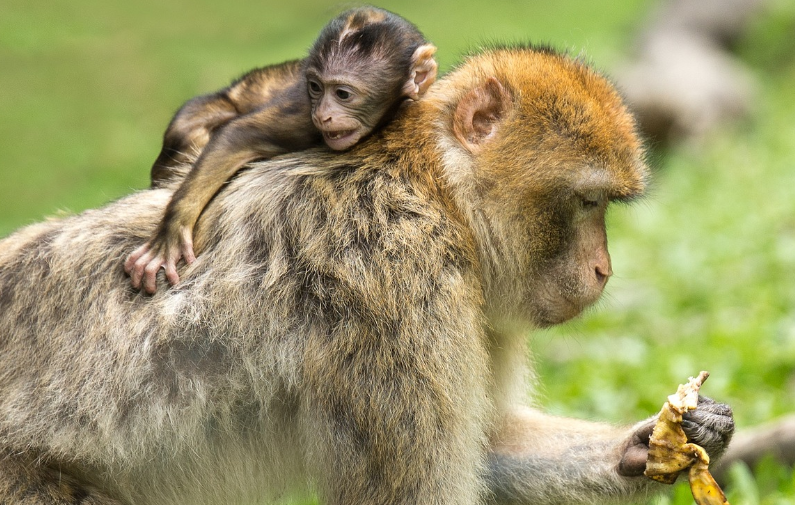 23년 원숭이띠 운세