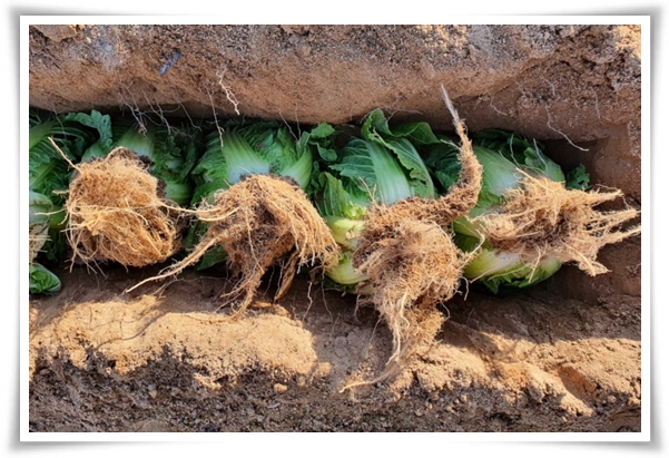 "남은 김장 배추 보관법" 땅속에 묻기/냉장/냉동 보관 등 오래 보관하는 법!