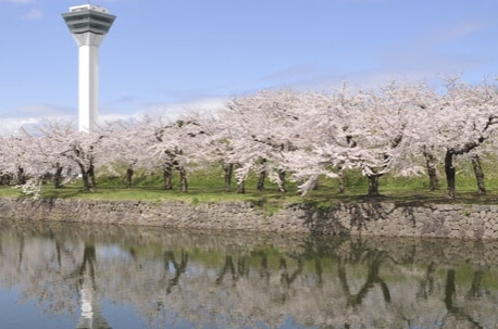 삿포로 벚꽃명소