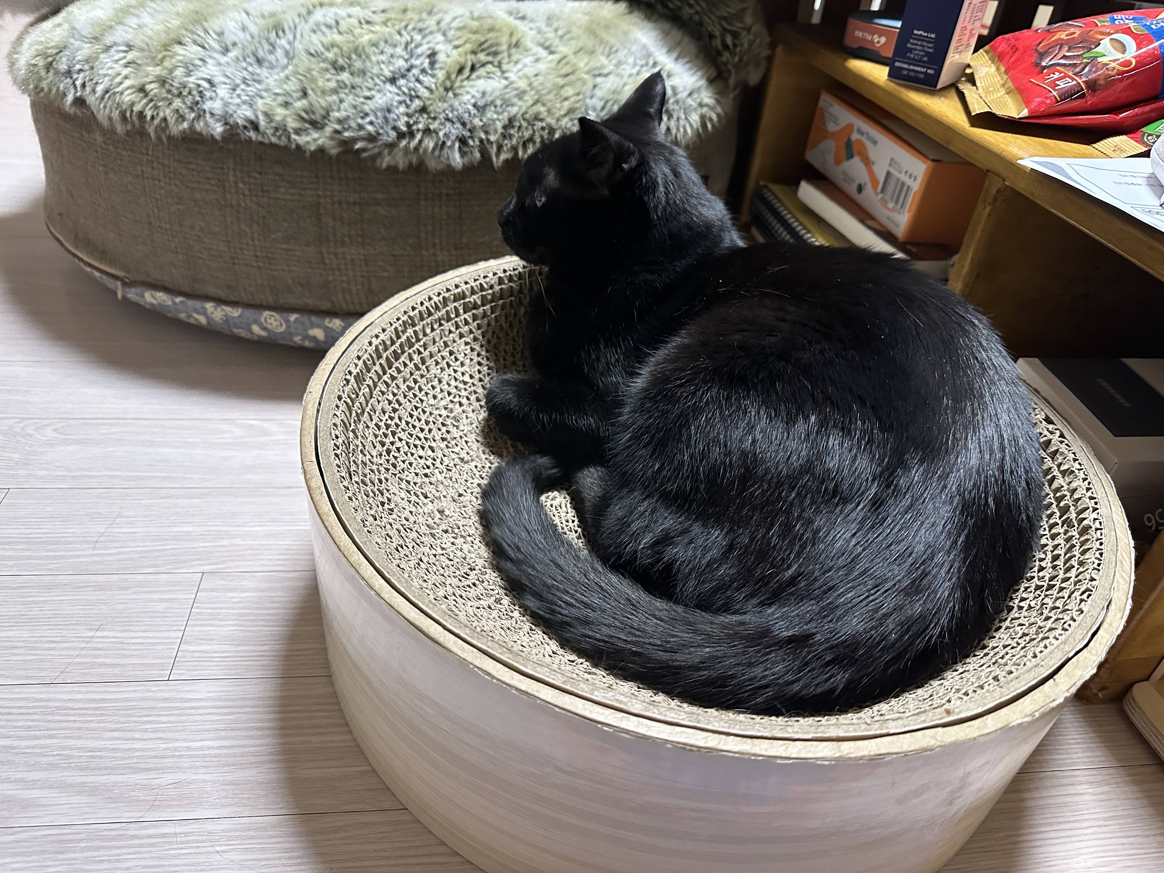 센티한 건이 모음.. (feat. 문화생활 즐기는 고양이 건이)