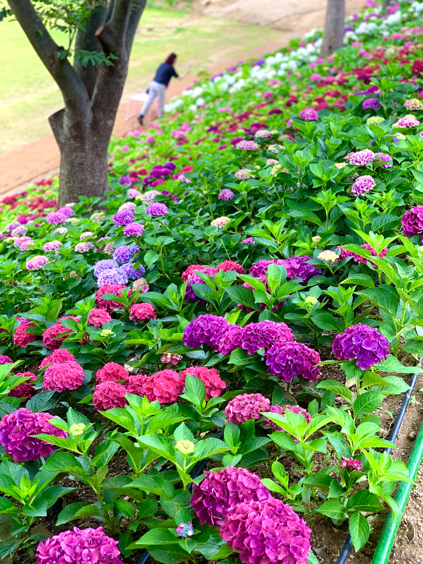 구미다온숲 수국핀 모습입니다.