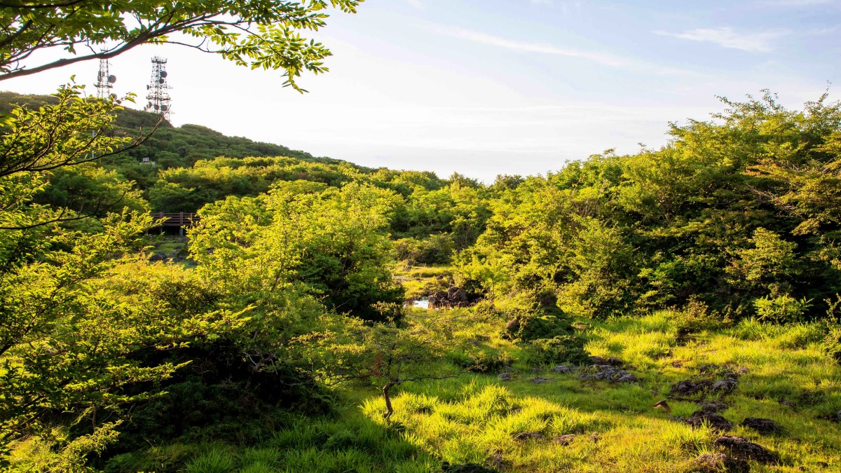 해발 1,100m에 차로 올라가는 람사르 습지 제주 1100고지