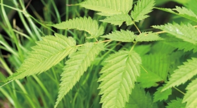 눈개승마 이미지