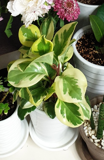 처음 골드페페를 사왔을 때 모습