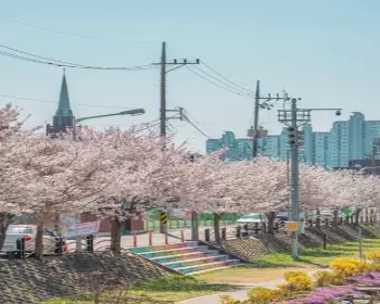 대청호 벚꽃축제_13