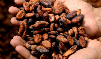 카카오닙스 효능