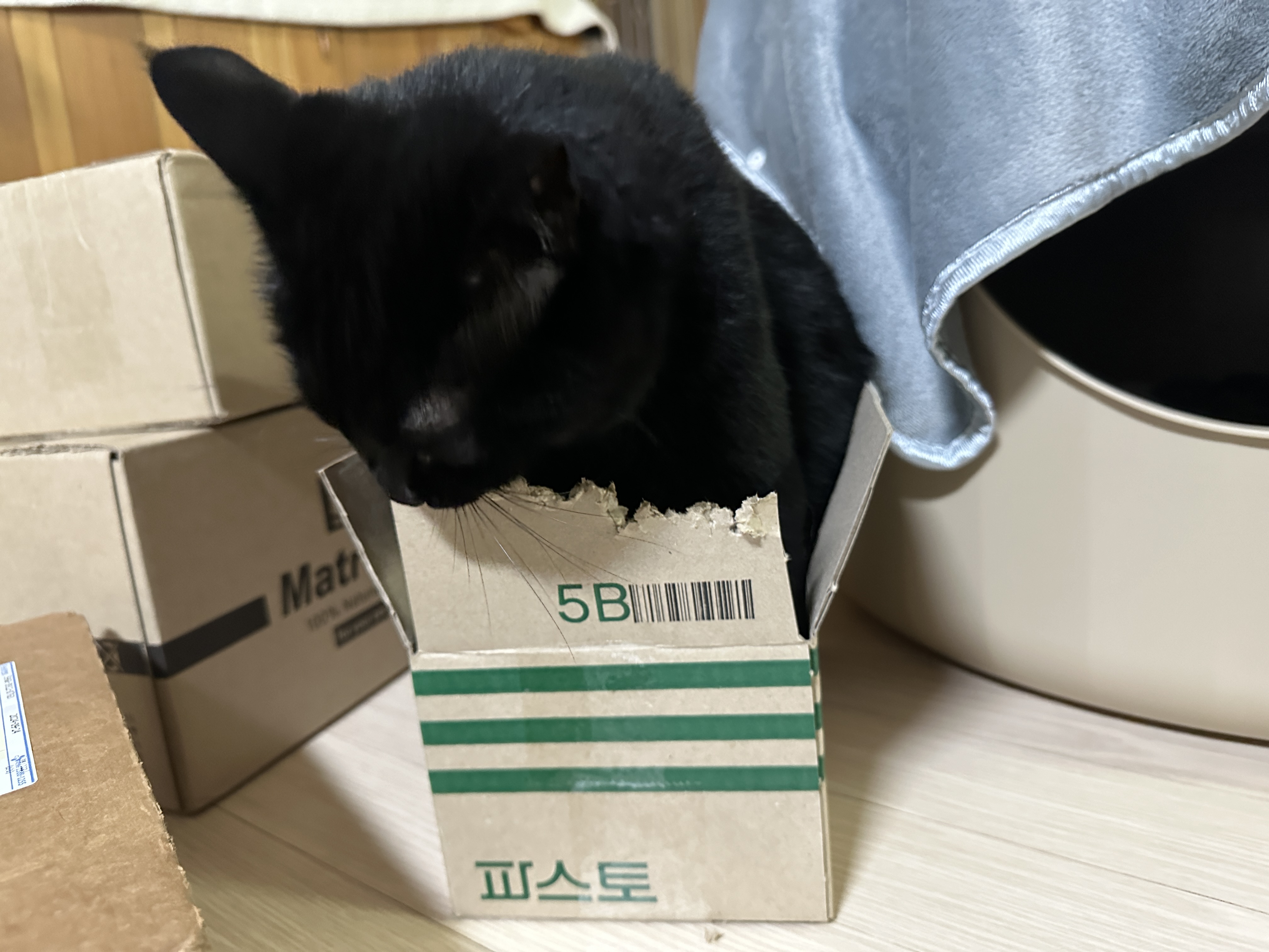 취미로_택배_상자_뜯는_올블랙고양이_건이_5