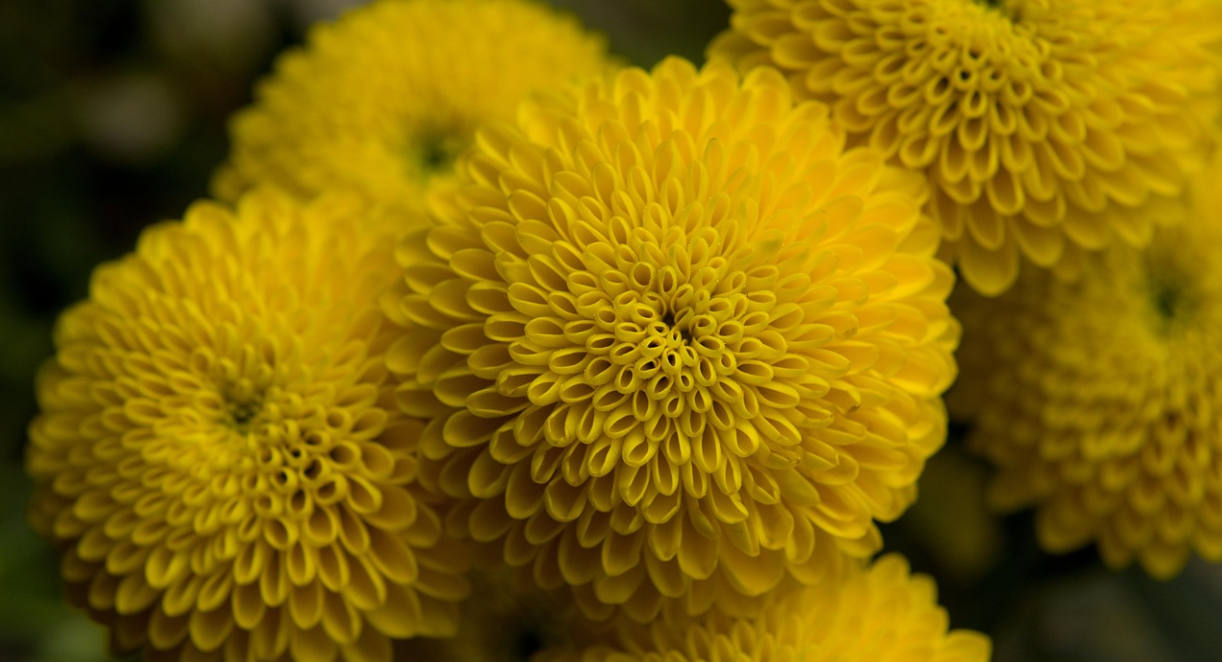 국화 &ndash; 고결함과 장생, 선계의 향기