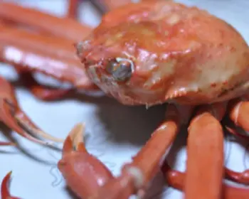 영덕 대게축제_13