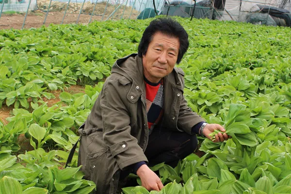 명이나물 재배 서늘한 그늘 물주기 향 유지_3
