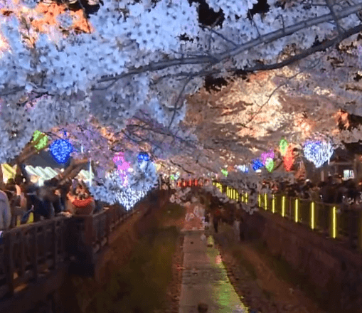 2025 진해군항제 불빛축제